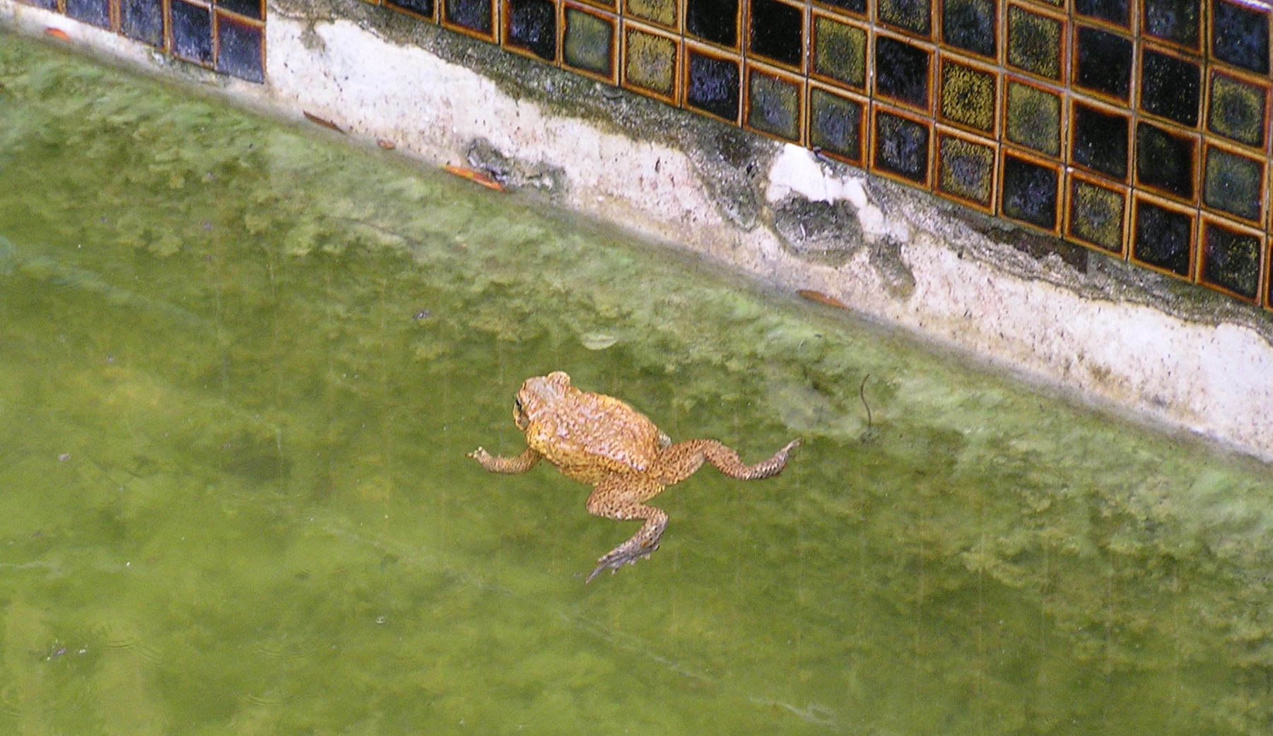 Green Pool With Frog