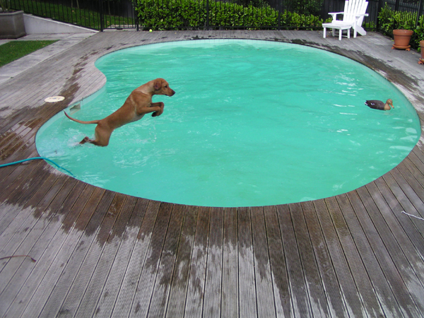 dog leaping into pool